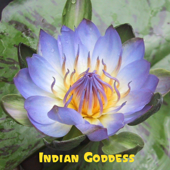 Indian Goddess